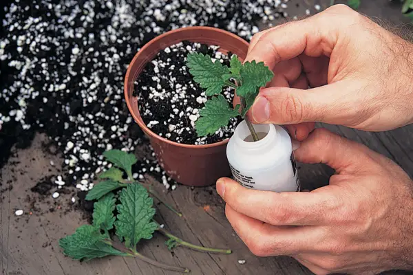 How to take verbena cuttings - using hormone rooting powder