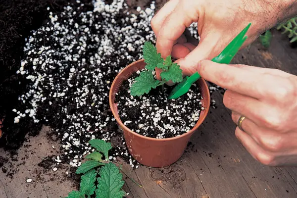 How to take verbena cuttings - inserting the cuttings into gritty compost