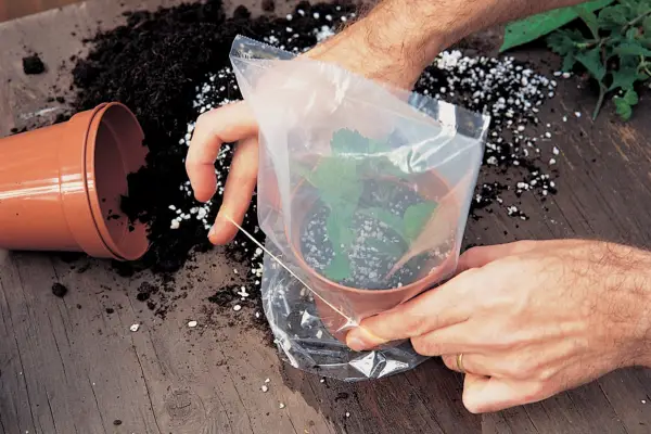 How to take verbena cuttings - covering with a clear polythene bag