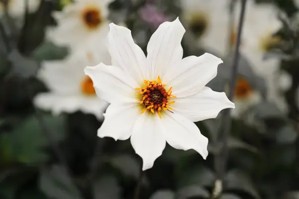 Dahlia 