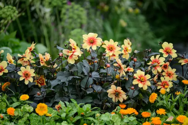 Tmavo lisované dahlias rastie