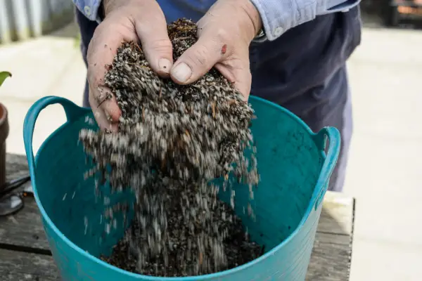 Create the compost mix of ericaceous bracken and coarse sand