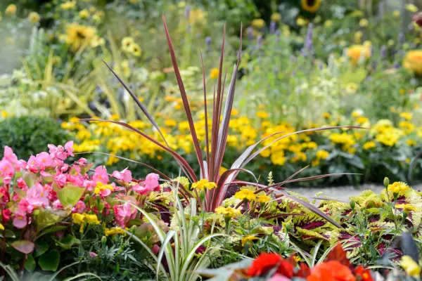How to grow cordyline - cordyline growing in a mixed border