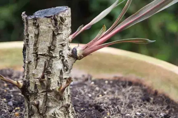 How to grow cordyline - cordyline sucker growing from the base of the plant