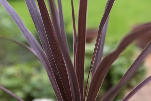 Cordyline australis 