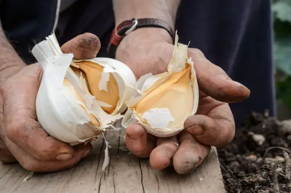 Dividing elephant garlic bulbs for planting