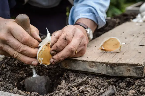 Planting elephant garlic