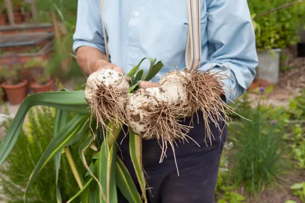 Harvesting elephant garlic