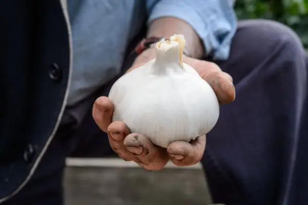 Cum să crești usturoiul elefant