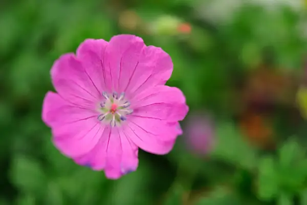 Geranium ‘Max Frei’