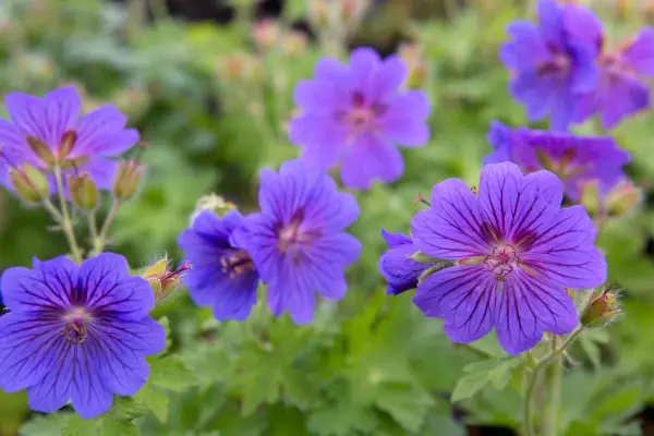 Geranium x magnificum