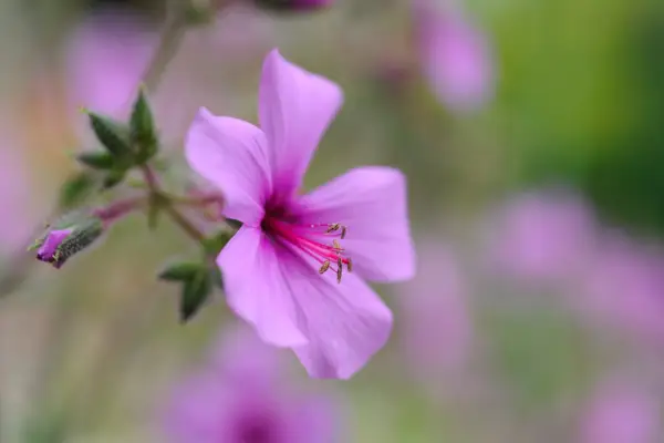 Geranium maderense