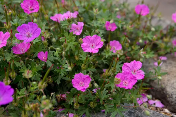 Hardy geraniums in paving