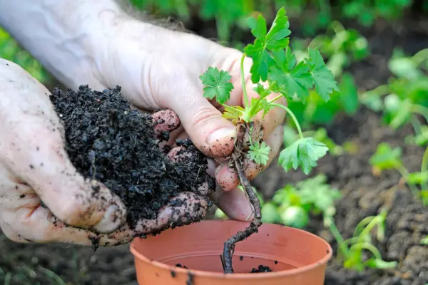 Potting up seedlings
