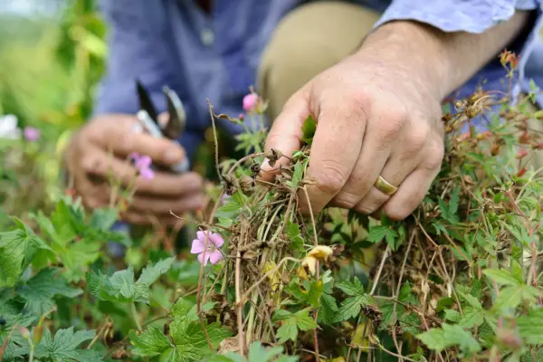 How to grow hardy geraniums - cutting back geraniums
