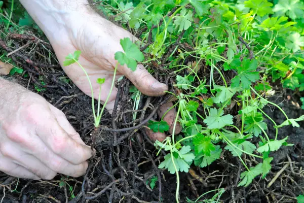 How to grow hardy geraniums - propagating geraniums