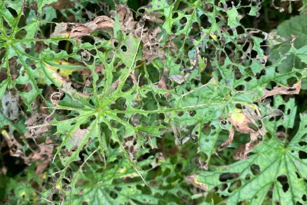 2048x1365-Geranium-Sawfly-D15BF266-650D-4003-891B-C9B2811022F3