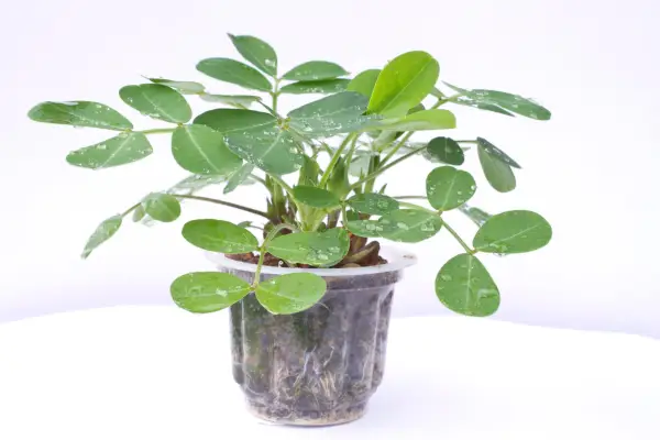 Peanut plant ready to be planted out. Getty Images