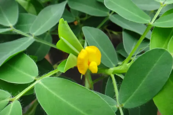 Peanut flower. Getty Images