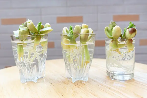 Peanuts germinating in a glass jar. Getty Images