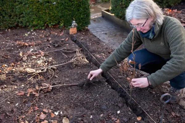 Spacing the hedging plants