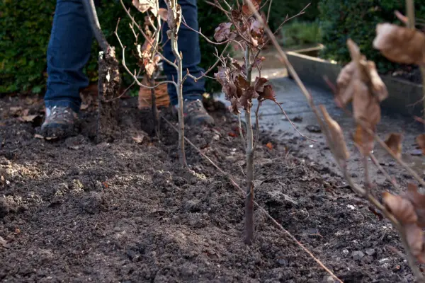 Planting the hedging plants