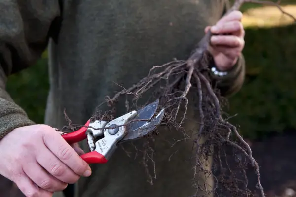 How to plant a bare-root hedge