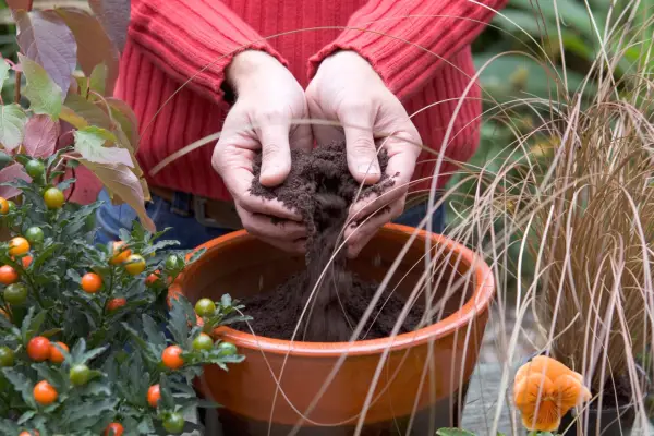 Winter pot display - adding compost