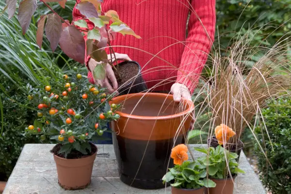 Winter pot display - planting the plants