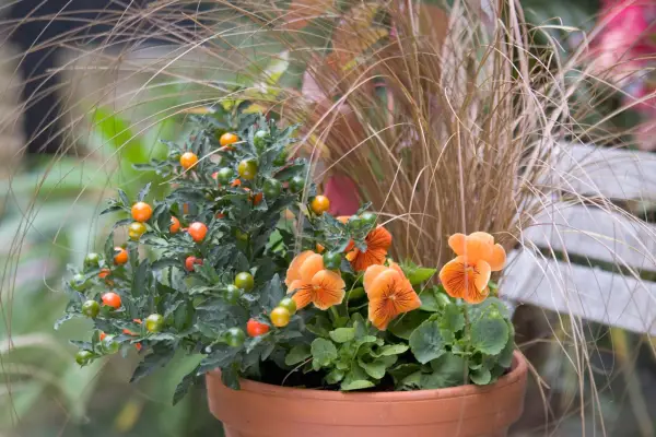 Winter pot display - finished display