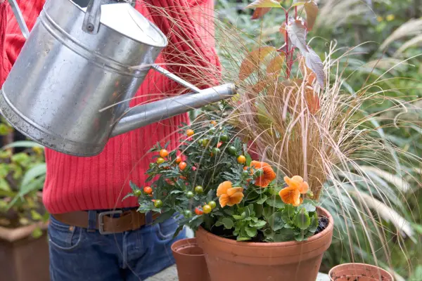Winter pot display - watering the display