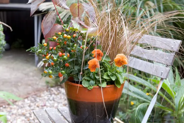 겨울 체리 냄비 디스플레이