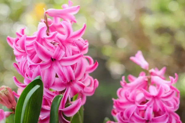 Planting the hyacinths in the container