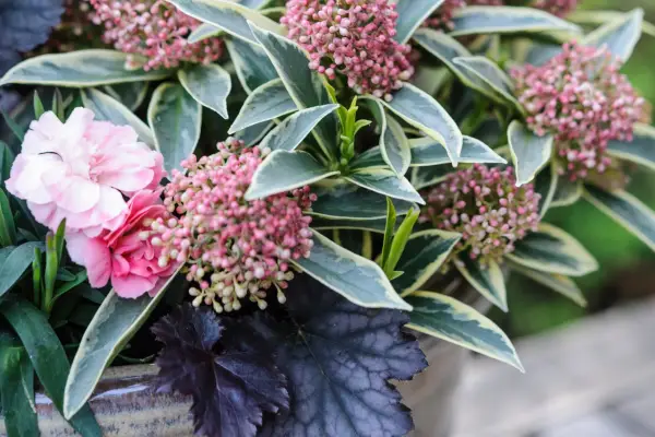 Heuchera, pinks and skimmia planted together
