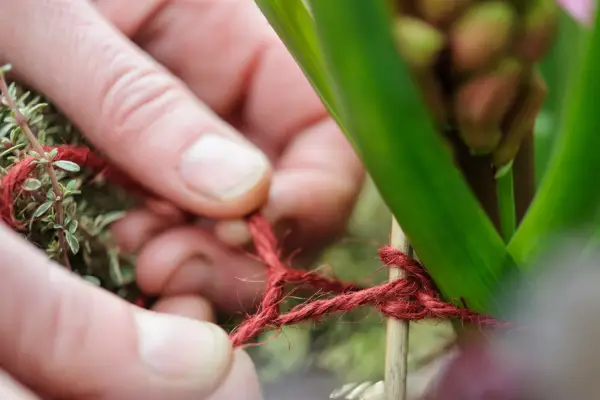 Tying hyacinth foliage to a stake
