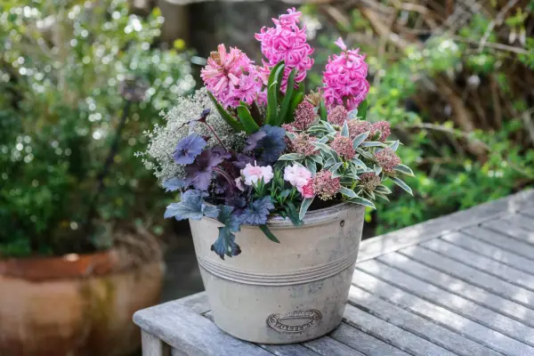 Heuchera og Hyacinth Container