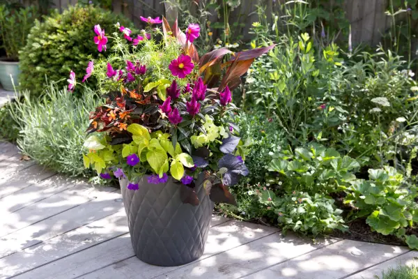 Celosia growing in a pot with canna and cosmos