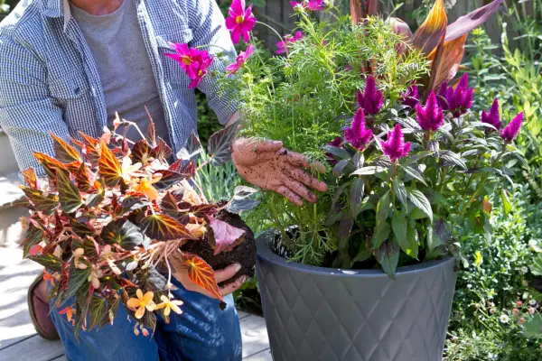 Planting a pot display with celosia
