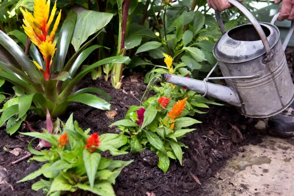 Watering celosia plants