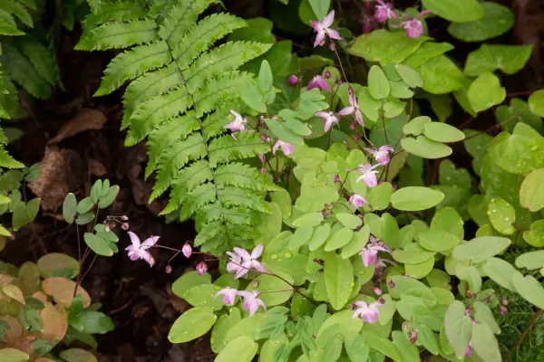 Epimedium growing with fern