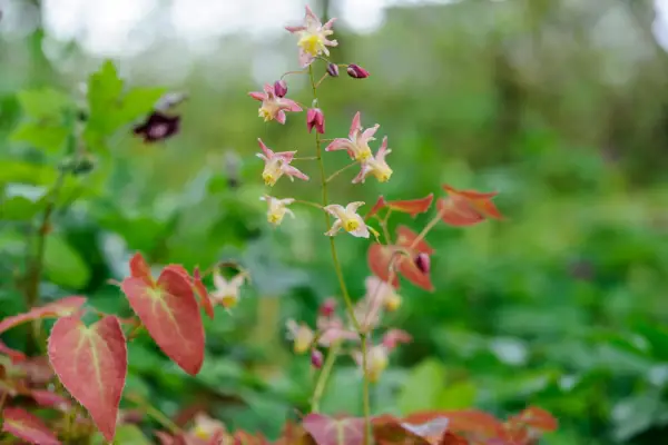 Epimedium growing in the soil