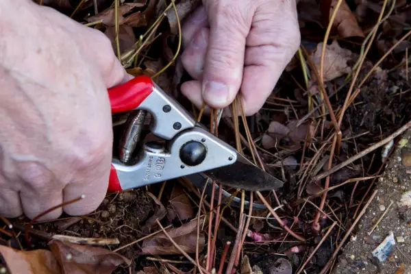 Cutting back old epimedium leaves