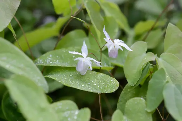Epimedium pubigerum