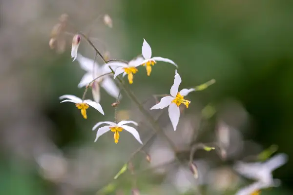 Epimedium 