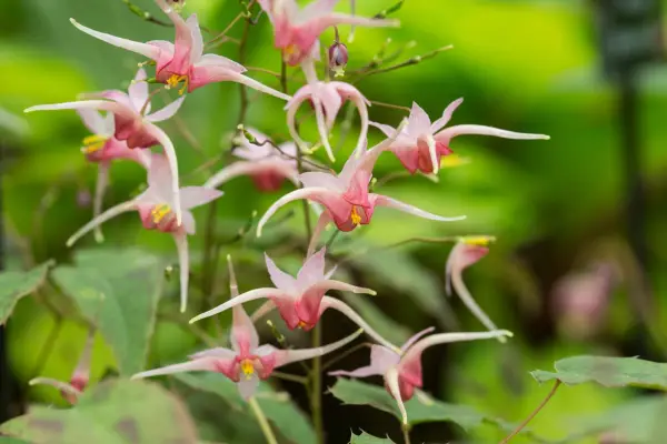 Starry, light and dark pink epimedium flowers with elongate petals
