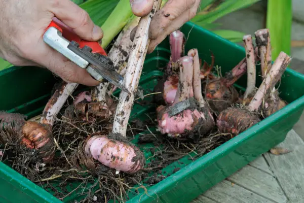 Cutting back gladiolus corms for storing