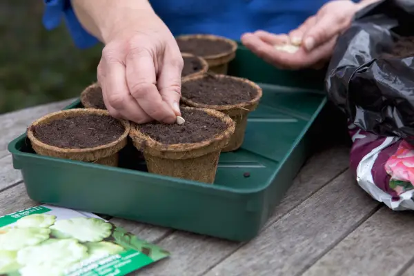 How to grow pumpkins and squash - sowing seed