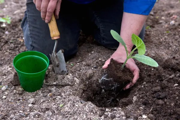 How to grow pumpkins and squash - planting out