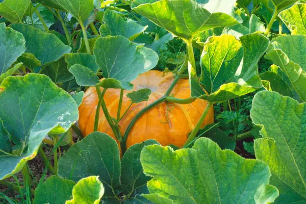 Pumpkin ready for harvest