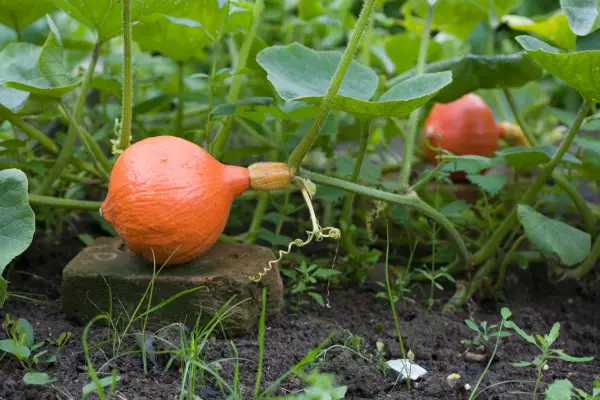 How to grow pumpkins and squash - squash nearly ready to be harvested